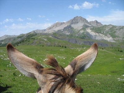 Eselwanderung in Frankreich - Parc du Mercantour