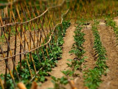 gemsegarten salat korfu marathias