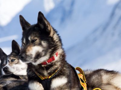 Die Vorfahren dieser Rasse stammen aus Sibirien. (Foto: Jokkmokkguiderna)