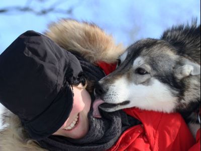 Die Hunde sind treue Begleiter (Foto: Jokkmokkguiderna)