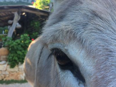 Eselwandern Familien Mittelmeer