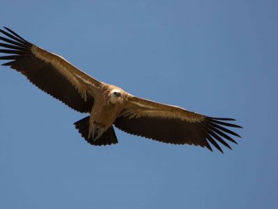 artenvielfalt natur katalonien adler