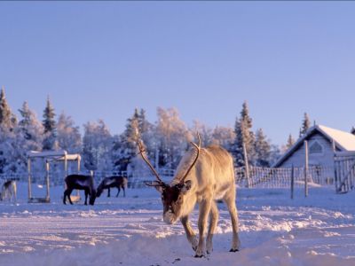 Rentier Pelle (Foto: Sandra Peter und Jochen Oetinger)