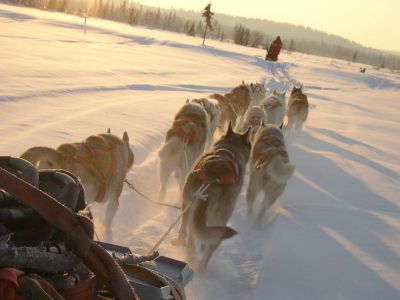 Die Hunde sind bestens ausgebildet (Foto: Jokkmokkguiderna)
