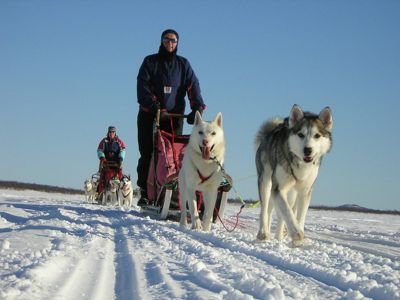 Ein Hundeschlitten mit einem Selbstfahrer (Foto: Jokkmokkguiderna)