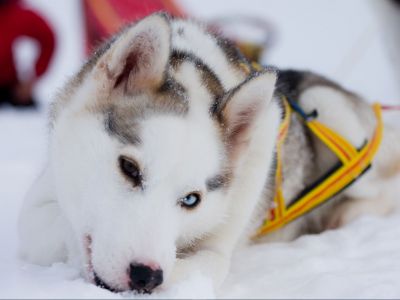 Farbliche Anpassung an die Schneelandschaft (Foto:Jokkmokkguiderna)