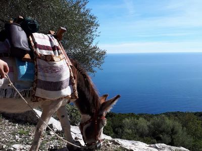 Eselwandern fr Familien Mittelmeer