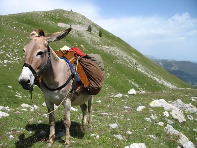 Die Esel tragen mit Leichtigkeit unsere Taschen.