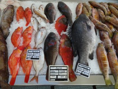 naturreise renatour madeira fischauslage