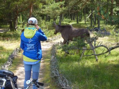 Individuelle Radreise in Baltischen Lndern Elch