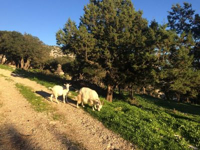 Eseltrekking fr Familien Mittelmeerinsel
