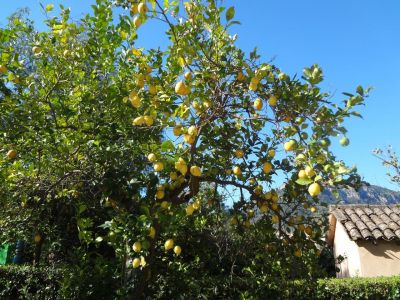 Natur erleben auf Mallorca whrend Wanderurlaub