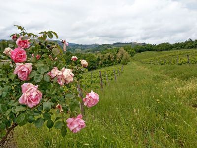 Wandern in der Toskana von Florenz zur Mittelmeerkste